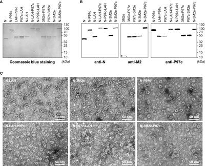 Immunogenicity and Protective Potential of Mucosal Vaccine Formulations Based on Conserved Epitopes of Influenza A Viruses Fused to an Innovative Ring Nanoplatform in Mice and Chickens